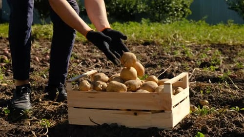Harvest Potatoes in the Garden Selective Focus