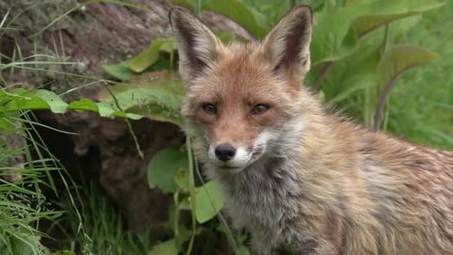 Red Fox, vulpes vulpes, Portrait of an Adult female in the forest among foliage, Normandy in France