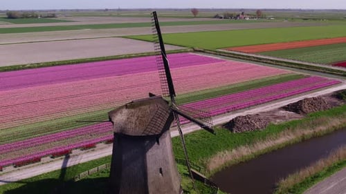 Aerial view of tulip fields, windmill, canal, Netherlands.