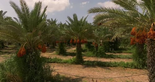 Date palm trees with clusters of ready for harvest Dates and blue cloudy sky in the background.