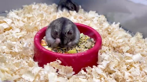 Hamster Eating in Bowl Surrounded by Wood Shavings