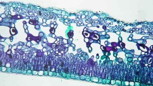 Mikroskopbild des Blattes von Jasminum Nudiflorum TS 200x vor hellem Feld-Hintergrund