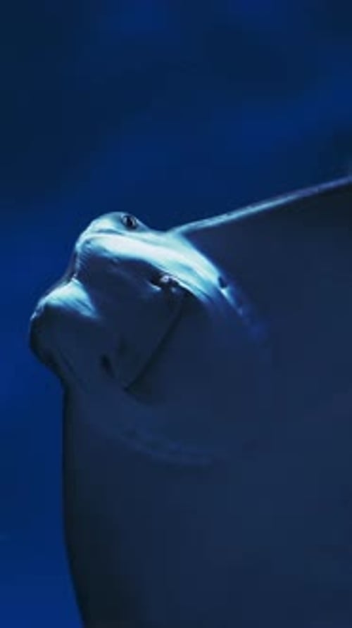 Swim Stingray On Blue Background