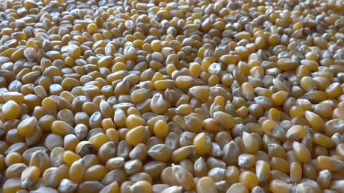 A Pile of Corn Seeds on a Plate