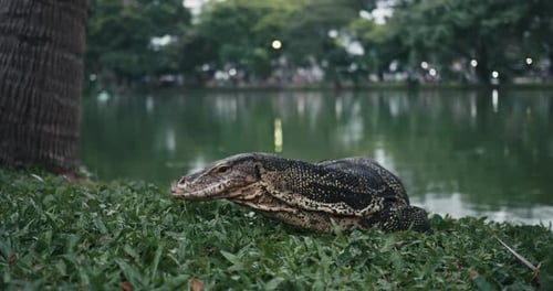 Monitor Lizard or Water Monitor on the Ground at Public City Park at Bangkok Varanus Salvator Lying