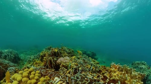 Underwater Coral Reef with Fish and Clear Water
