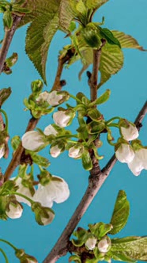 Time Lapse of the Blossoming of White Petals of a Apple Flower