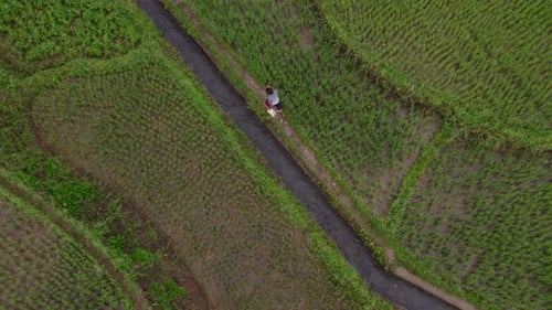Aerial view of rice fields with palm trees and farmer, Sumba Island, Indonesia.