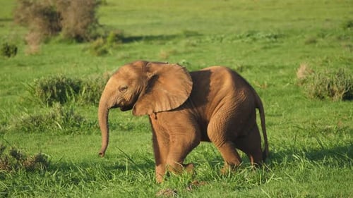 Cute funny baby African elephant walking between adults at sunset, slow motion