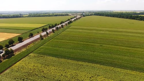 Road going through a beautiful green plantations. Aerial view over the agricultural fields.
