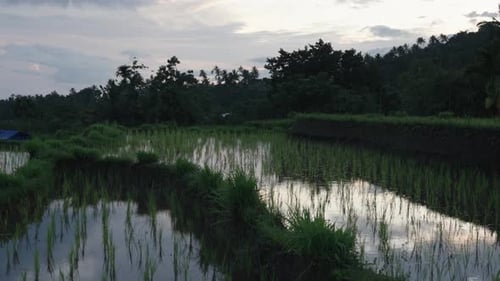 Rice Field Indonesia