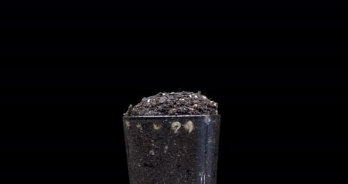 Seedling Growing roots and leaves in time lapse