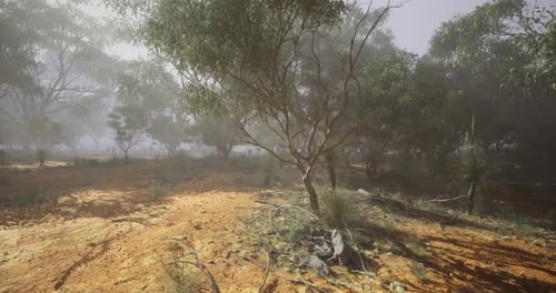 Mist Envelops a Serene Landscape in a Quiet Forest Setting at Dawn