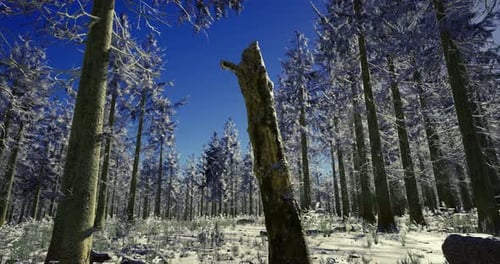 Snow Covered Forest with Tall Trees and Clear Blue Sky on a Winter Day