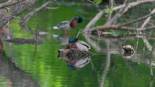 Ducks Swimming and Resting in Tranquil Pond
