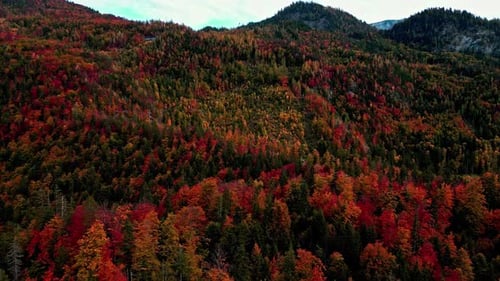 A Smooth Low Angle Shot Of A Colourful Forest At A Mountainous Area And A Cloudy Sky