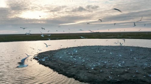 Aerial Shot As Drone flying over group of birds seagulls above the coastal line of the island Vliela