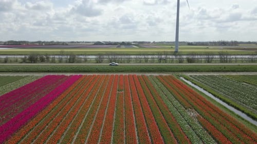 Aerial view of vibrant tulip fields in Lisse, South Holland, Netherlands.