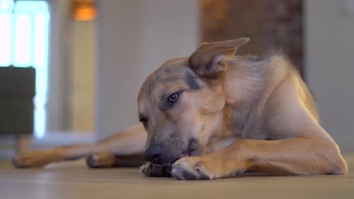 Happy Dog Chewing Bone Indoors