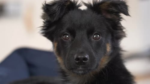 Close-up shot of the black puppy sitting on the sofa and looking at the camera. Selective focus