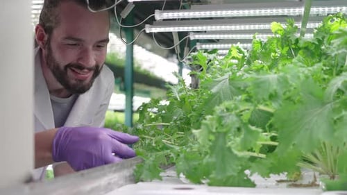Technician works at vegetable hydroponic farm.
