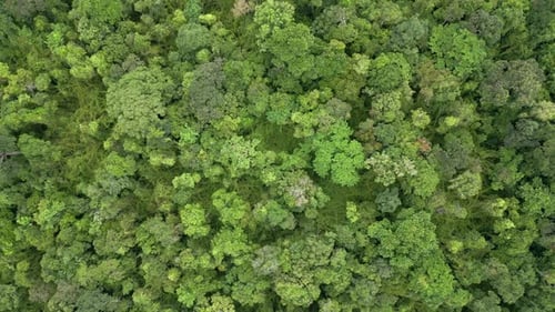 Top View of a Dense Tropical Rainforest in Thailand