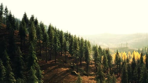 Sunlight Filters Through Evergreens on a Hillside in a Tranquil Forest Setting