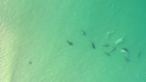 Sharks swimming in shallow water, Mediterranean Israel, aerial