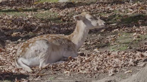 Spotted Deer Resting on Fallen Leaves in Forest