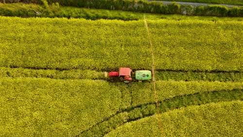 Farming Tractor Spraying on Yellow Blooming Canola Field with Sprayer Herbicides and Pesticides