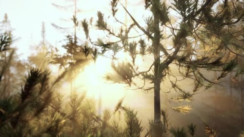 Sunbeams Streaming Through the Pine Trees