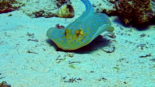 Bluespotted Ribbontail Ray Swimming On The Sandy Bottom Of The Sea. - underwater shot