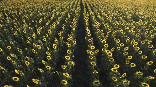Picturesque Sunflower Field at Sunset