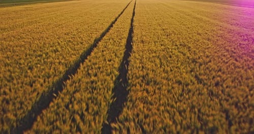 Golden wheat field with tractor tracks at sunset