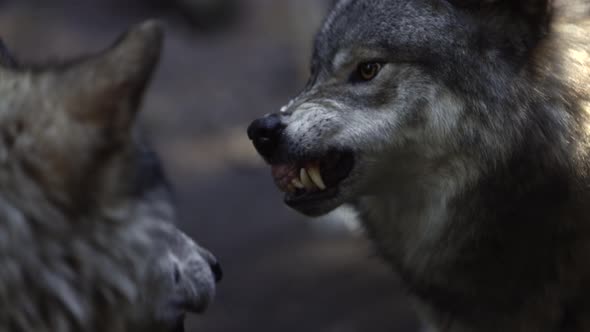 timber wolf snapping and biting closeup slomo trying to assert ...