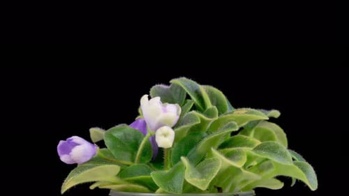 Time Lapse of Growing and Opening White Saintpaulia African Violet