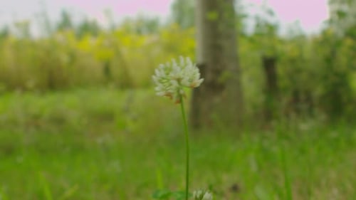 Wunderschöne Nahaufnahme der Wildblume in der Natur.