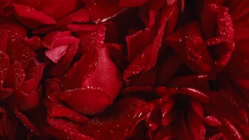 Red Roses with Ruby Gem in Ring Wet Petals on Big Bud Summer Floral Carpet