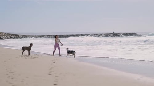 Woman Playing Fetch with Two Dogs on a Sunny Beach