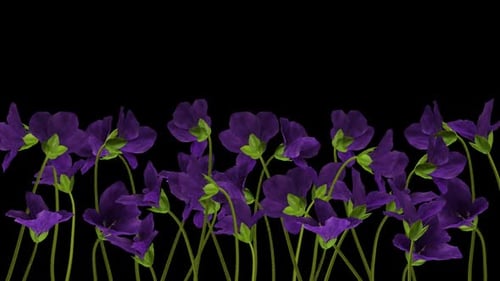 Viola Flowers - Blooming Timelapse - Alpha Channel