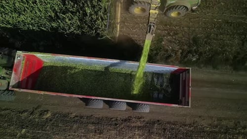 Corn Silage Harvesting with Forage Harvester on Field