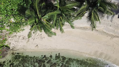Tropical Beach with Lush Palm Trees and Clear Water