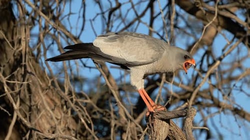 Azor pálido que canta con presa de roedores, desierto del Kalahari