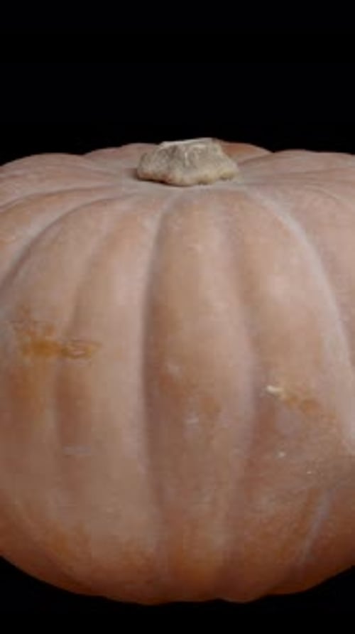 Vertical video. Pale Orange Pumpkin, isolated, looped video. Suitable for cutting out.