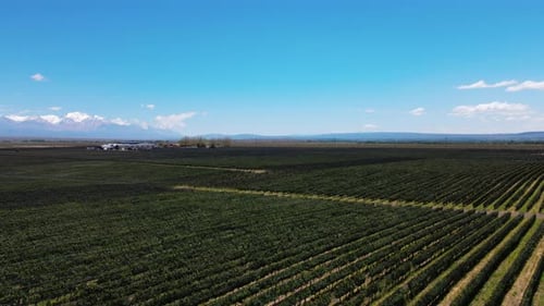 Vineyard in Mendoza Argentina Aerial View