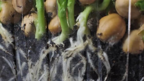Germination of green peas. Seedlings Micro Greens for a healthy diet. Vegan food, organic products o
