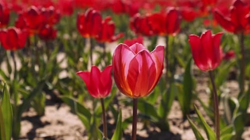 Pink Tulip Flowers Blooming in the Garden Field Landscape Beautiful Spring Garden with Many Red