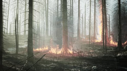 Forest Fire with Fallen Tree is Burned to the Ground