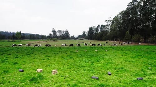 Aerial Drone Shot of Cows Grazing in a Green Field on a Farm