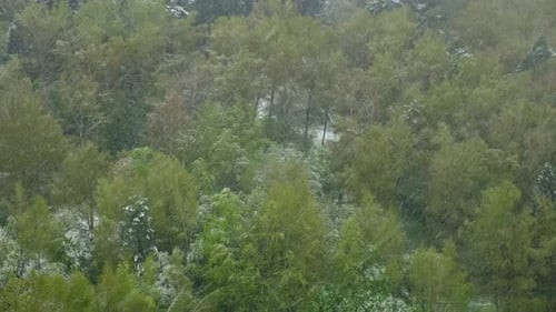 Dense green forest with spring foliage during snowfall. Aerial view. Unusual seasonal weather and cl